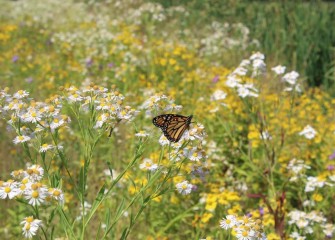 A year after planting, a tapestry of native plants blooms near in-lake wetlands by the mouth of Nine Mile Creek.