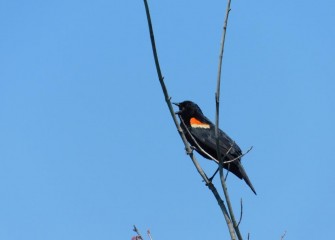 A male Red-Winged Blackbird perched atop a tree sings. Red-Winged Blackbirds nest in wetland areas; males are territorial during breeding season.