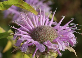 Wild bergamot  is a colorful native perennial that is a source of nectar for pollinators such as bees, butterflies and hummingbirds.