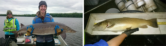 Left: SUNY-ESF undergraduate research assistant Madison Searles holds a lake sturgeon caught in Onondaga Lake during a SUNY-ESF study in 2016. Right: A brown trout caught in Onondaga Lake during a SUNY-ESF study in 2017.