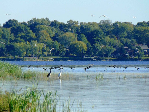 Several bird species utilizing newly restored wetlands along Onondaga Lake’s western shoreline.