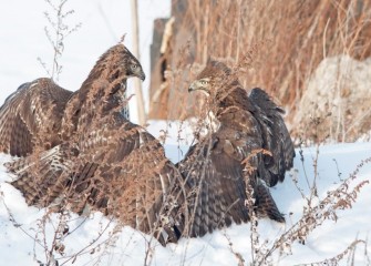 "Face-off&quotRed-tailed HawksButeo jamaicensisPhoto by Cheryl Lloyd