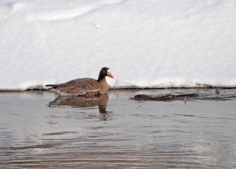 "What's This!?"Greater White-fronted Goose / MuskratAnser albifronsPhoto by Cheryl Lloyd