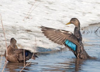 "American Black Duck Pair"Anas rubripesPhoto by Cheryl Lloyd