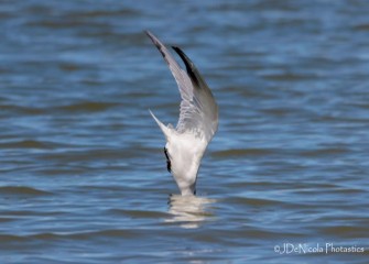 "Caspian Tern&quotPhoto by John DeNicola