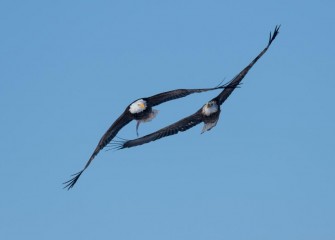 "The Chase"Photo by Greg Craybas