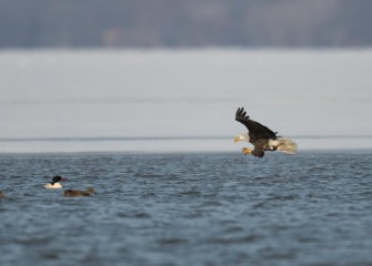 "Low and Fast"Photo by Greg Craybas