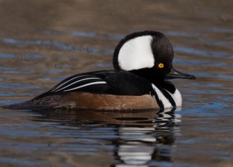 "Hooded Merganser"Photo by Greg Craybas