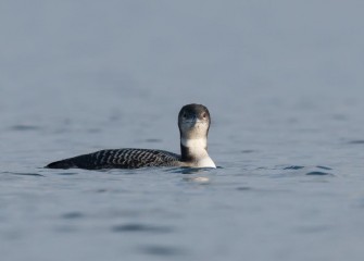 "Immature Common Loon&quotPhoto by Greg Craybas