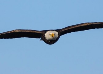 "Come at me Bro&quotPhoto by John Savage