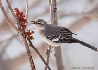 "Bon Appetit"Photo by John Savage