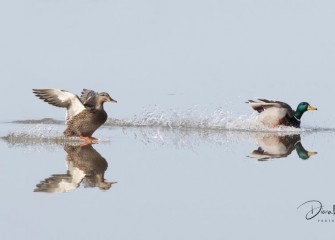 "Perfect Landing&quotPhoto by Diana Whiting