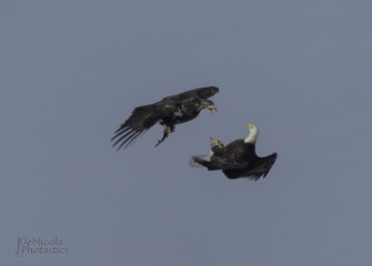 "Bald Eagle&quotPhoto by John DeNicola