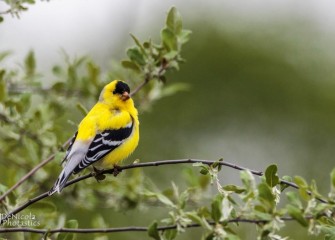 "Goldfinch&quotPhoto by John DeNicola