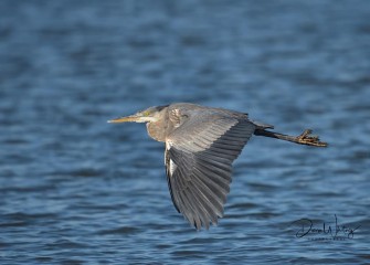 "Great Blue Heron"Photo by Diana Whiting