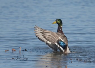 "Mallard Drake&quotPhoto by Diana Whiting