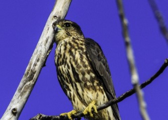 "Merlin"Photo by John DeNicola