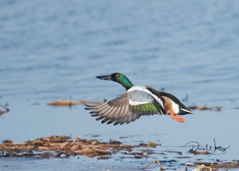 "Taking Flight"Photo by Diana Whiting