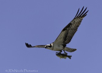 "Osprey&quotPhoto by John DeNicola