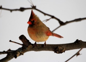 "Northern Cardinal"Photo by Phillip Bonn