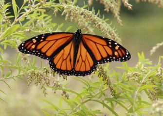 "Monarch Butterfly"Photo by Phillip Bonn