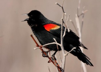 "Red-winged Blackbird"Photo by Phillip Bonn