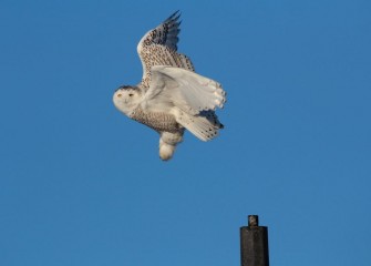 "Snowy Owl&quotPhoto by Phillip Bonn