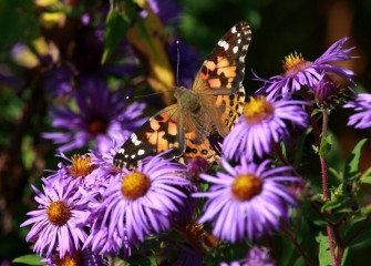 "Painted Lady Butterfly"Photo by Phillip Bonn