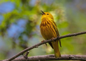 "Happy Warbler"Photo by John DeNicola