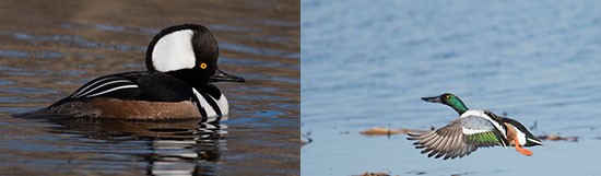 Left: "Hooded Merganser" by Greg Craybas. Right: "Taking Flight" by Diana Whiting.