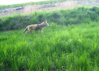 A field camera captures a coyote passing through restored grassland uphill from the water’s edge.