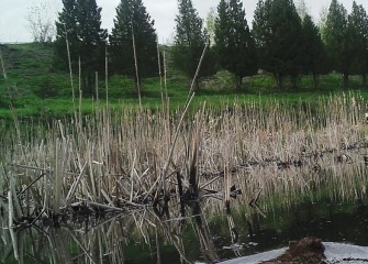 A muskrat (bottom right) swims past a field camera in a new wetland at the Western Shoreline.