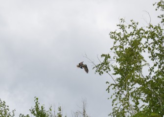 An Osprey is spotted with a fish in its talons.  Ospreys are well adapted to catching fish, and fly with the prey facing head first into the wind to reduce resistance.