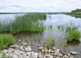 A new wetland connected to the lake is protected from harsh wave action by a rock berm (foreground) with gaps to allow water from the lake to circulate.