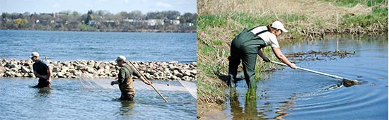 Left: Matt McDonough (left) and Jesse Carr, Parsons habitat experts, use a seine net to catch and identify fish. Right: Candace Schermerhorn, Young Naturalists Leadership Team member, nets aquatic species at Geddes Brook wetlands.