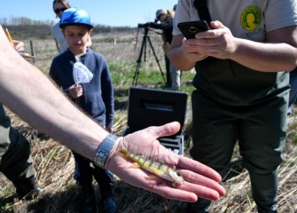 After observation, all fish including this juvenile yellow perch are returned to the Geddes Brook wetlands pond.