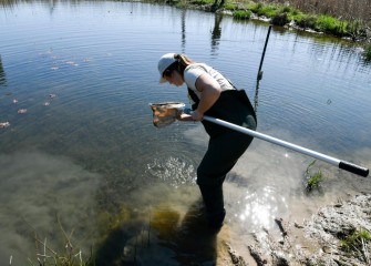 D-frame nets work well to sample macroinvertebrates on stream or pond bottoms. The health, abundance and diversity of macroinvertebrates are indicators of a water body’s health.