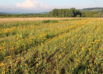 Honeywell worked with local environmental and wildlife stakeholders to develop the vegetated cover for the consolidation area. Restoring grassland habitat is important to grassland bird species, which are declining very quickly, according to Audubon New York.