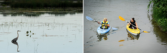 Left: Along the course, participants identified 26 bird species, including great blue heron (pictured above), osprey, indigo bunting, green heron, belted kingfisher, and common yellowthroat.  Right: Jill and Marena Russo, of Baldwinsville, paddle in kayaks.