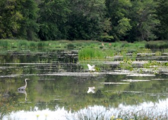 A Great Egret (center) takes flight.  Several were spotted during the paddle.  Great Egrets were rarely seen at Onondaga Lake prior to habitat restoration.