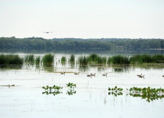 Numerous waterfowl are seen in the in-lake wetlands near the mouth of Nine Mile Creek.