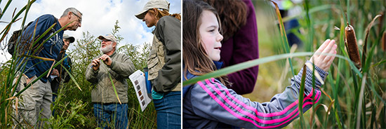 Left: Botanist Joe McMullen (center) shows Joe and Jan Hansen (left), of Liverpool, and YNLT member Kate Abbott (right) characteristics of plants found in wetlands along the southwest shoreline of Onondaga Lake. Young trees seen in the wetlands included swamp white oak, sycamore, and red maple.  Right: Autumn Keefe, of Syracuse, observes a cattail seed pod during a scavenger hunt to inventory plant species.