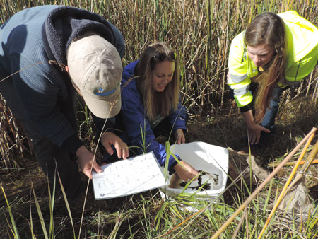 Tracy Willey (center), Biology Teacher at Westhill High School, examines and identifies macroinvertebrates with Tom Hughes (left), YNLT volunteer and Natural Resource Steward Biologist with New York State Parks, Recreation and Historic Preservation, and Katie Moranz (right), a wetland ecologist at Parsons. Macroinvertebrates found included mayfly nymphs, scuds, caddisfly larvae, daphnia, and water beetles.   “The experience today monitoring pond water quality along the western shoreline of Onondaga Lake was amazing,” said Willey. “When we scooped out material from the wetland, it didn’t look like there was anything there. But as we sat still and waited, a variety of tiny organisms emerged from the vegetation. I came today out of curiosity to see what’s here and it was a privilege to take part. I can bring this information back to the classroom.”