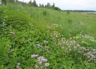 A rich tapestry of native vegetation grows along a slope upland from the lake, including wild bergamot (purple blooms) and jewelweed (yellow-orange flowers).