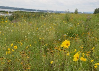 A meadow area of diverse native species blooms late summer, including black-eyed Susans and oxeye sunflowers (taller yellow).