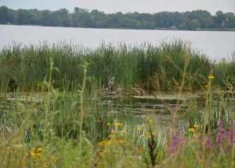 A Great Blue Heron perches on branches placed to provide a natural structure useful to birds and other wildlife species.