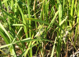 The presence of bur-reed fruits indicates that the native emergent sedge species is thriving.