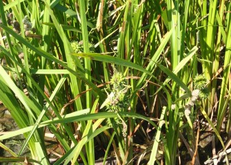 The presence of bur-reed fruits indicates that the native emergent sedge species is thriving.