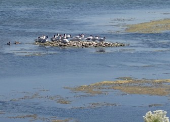 Caspian Terns, the largest tern species in the world, are spotted on a rocky shoal near the shoreline. Caspian Terns eat mostly fish, supplemented by small crayfish and insects.