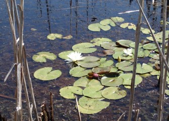 White water lilies provide refuge for fish and amphibians, as well as food for mammals such as beaver and muskrat.